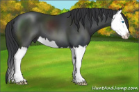 Horse Color:Black Splash