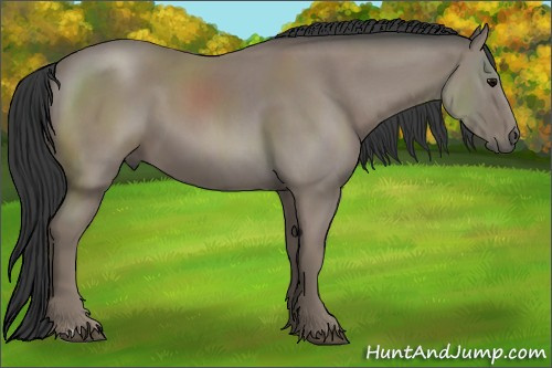 Horse Color: Black 