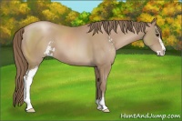 Horse Color:Black Pearl Sabino 