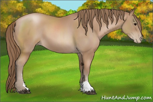 Horse Color: Black Pearl Sabino 