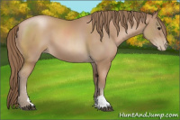 Horse Color:Black Pearl Sabino