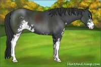Horse Color:Black Sabino 