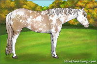 Horse Color:Black Pearl Sabino