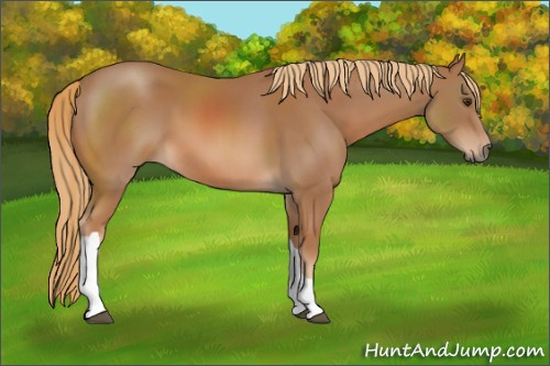Horse Color: Chestnut 