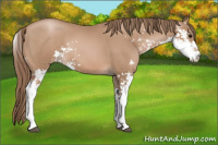 Horse Color:Black Pearl Sabino 