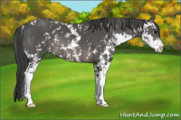 Horse Color:Black Sabino 