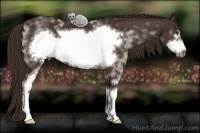 Horse Color:White Spotted Liver Chestnut Sabino Frame 