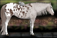Horse Color:White Spotted Liver Chestnut Blanket 
