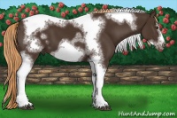 Horse Color:White Spotted Liver Chestnut Tobiano Frame 