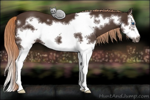 Horse Color: Liver Chestnut Splash Frame 