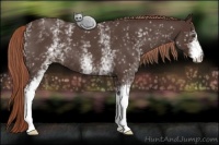 Horse Color:White Spotted Liver Red Roan