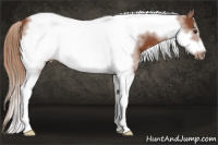 Horse Color:White Spotted Liver Chestnut Tobiano Frame 