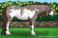 Horse Color:White Spotted Liver Red Roan Frame