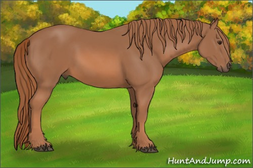 Horse Color: Liver Chestnut 