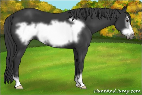 Horse Color: Black Sabino Frame 