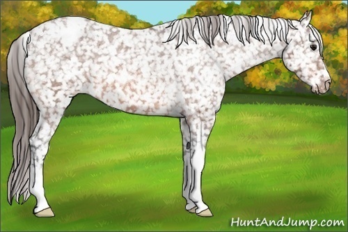 Horse Color: Bay Snowcap 
