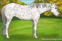 Horse Color:Bay Appaloosa 