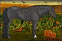 Horse Color:Black  Brindle