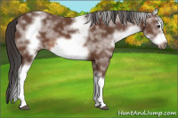 Horse Color:White Spotted Bay Splash Frame