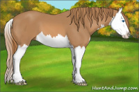 Horse Color:Chestnut Splash 
