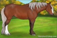 Horse Color:Silver Bay 