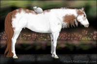 Horse Color:White Spotted Liver Chestnut Frame 