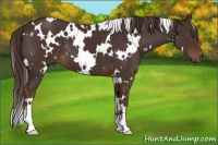 Horse Color:White Spotted Liver Chestnut 