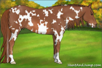Horse Color:White Spotted Liver Chestnut 