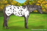 Horse Color:Liver Chestnut Appaloosa 