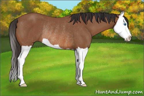 Horse Color: Bay Splash Rabicano 