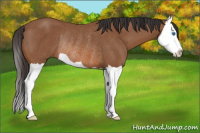 Horse Color:Bay Splash Rabicano 