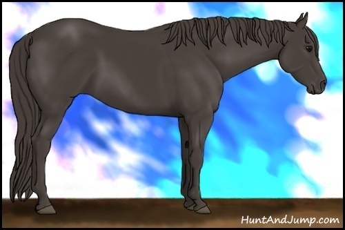 Horse Color: Smoky Black 