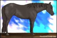 Horse Color:Smoky Black 