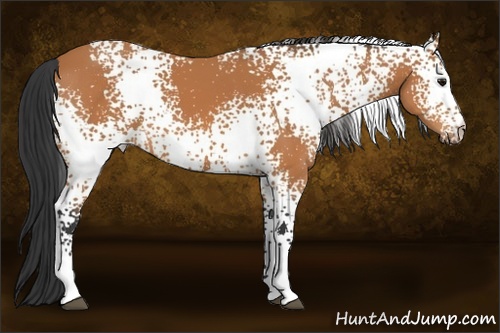Horse Color:White Spotted Bay 
