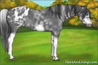 Horse Color:White Spotted Blue Roan Splash Frame Appaloosa 