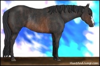 Horse Color:Brown Rabicano Brindle