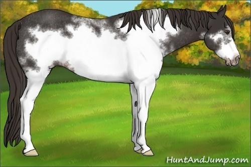 Horse Color: White Spotted Liver Chestnut Frame Rabicano 