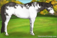 Horse Color:White Spotted Liver Chestnut Frame Rabicano 