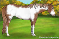 Horse Color:Chestnut Frame Rabicano 
