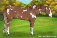 Horse Color:White Spotted Chestnut Splash 