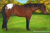 Horse Color:Brown Snowcap 