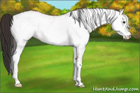 Horse Color:White Spotted Bay 