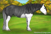 Horse Color:Brown Splash Rabicano