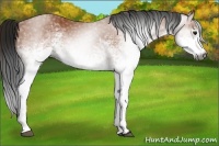 Horse Color:Gray White Spotted Bay 