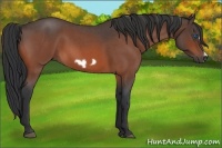 Horse Color:Bay Roan Frame 