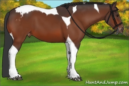 Horse Color:Bay Tobiano Appaloosa 