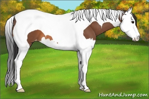 Horse Color:Bay Splash Tobiano Appaloosa 