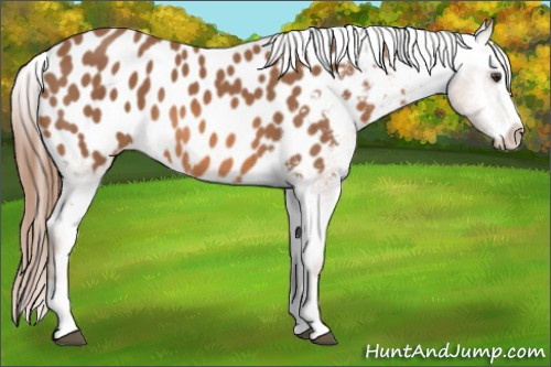 Horse Color: Chestnut Splash Blanket 