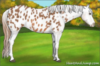 Horse Color:Chestnut Splash Appaloosa 