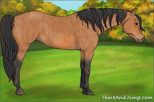 Horse Color:Bay  Brindle